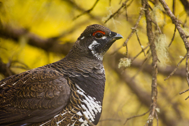 White-Tailed Ptarmigan